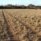 Mallee & mitchell grass (Sctn 7)