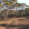 Mallee