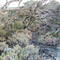 Samphire & ti tree by lake