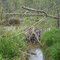 Beaver Dam on Garrett Creek