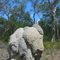 Termitenbau oder versteinerter Elefant