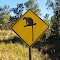 Yes we do have kangaroos that climb trees.