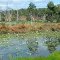 Lagoon of waterlilies, near Normanby River, Tropical North Queensland
