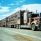 Roadtrain of 53 meter long with 62 wheels is used for the transport of cattle