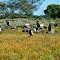 Companions on our trip / Stuart Hwy, NT (Aug. 1979)