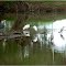 Heron & Egrets in the Fitzroy River, near Camballin, West Australia