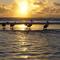 Pelicans at Sunrise, Fraser Island