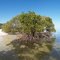 Mangrove on a Pristine Beach