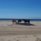WIld Brumbys on Fraser Island