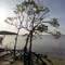 Mangrove tree, near Airlie Beach. (taken 1976.)