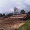 Logging near Vanimo