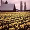 Old barn surround by Skagit Valley Tulips