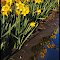 Daffodils, Tulip Festival