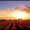 Sunset at tulip field