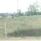 canadian geese at freeway intersection pond