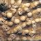 Leptoseris solida.  Papua New Guinea.  Surface detail showing mounds between corallites.  Photograph: Charlie Veron.