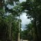 A possible tree for canoe near a newly created road by Kopi