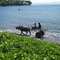 water buffalo on Karkar Island, Papua New Guinea