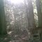 Cougar Trail Cam