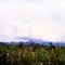 View towards Mountain Range from KIETA Airport area in Southern Bougainville in PNG, on 14-04-2004