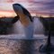 Tulalip Whale