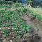 Flowers of HELA, at Tukupawi Primary School, Irawi, near TARI, Southern Highlands, PNG, Photo by Malum Nalu on 26-07-2013