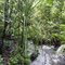 Inside bush