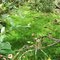 Jungle Swampy Mosses and Fungus Plants