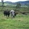 Cattle @ Kosipe
