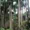 Pandanus Plantation - Yeme