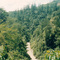 The Wau Gouge, Wau is 35 Km.SE of Bulolo and was taken by The Japanese during the war. The RHS of the Gorge is Nationl Park and holds one of the last stands on Klinki Pine, Truely beautiful. 1995