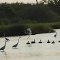 Ibises and Canadian Geese at Tobay Beach (north of pkwy)