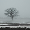 Foggy Tree