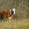 Cheval  Halfinger dans la Dune Fossile (gestion naturelle du site)