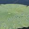 Montello Lake Lilly Pad
