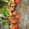 Fall at Squaw Valley Park