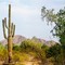 Cactus west of Phoenix