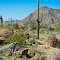 Tall saguaro in Sonoran Desert Nat't Monument