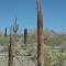 Saguaro cactus "bones," with live saguaro in the distance. Sonoran Desert Nat'l Monument