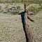 Fallen giant saguaro cactus in Sonora Desert National Monument