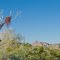 Riparian vegetation near a wash. Sonoran Desert National Monument. North Maricopa Wildernss.
