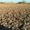 Crusted soil