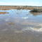 Desert after a flood