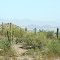 Phoenix and Saguaro Cacti