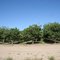 Pistachio Orchards near Pearce, AZ