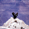 condor de californie (1999)