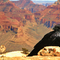 Canyon Raven
