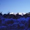 frost and snow