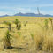 Schott's Yucca in the Las Cienegas National Conservation Area