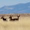Antelope off Route 82